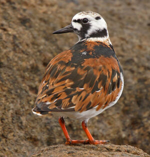 Ruddy Turnstone