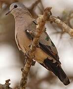 Emerald-spotted Wood Dove