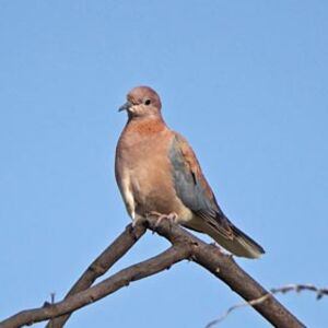 Laughing Dove