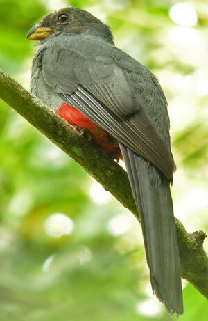 Black-tailed Trogon