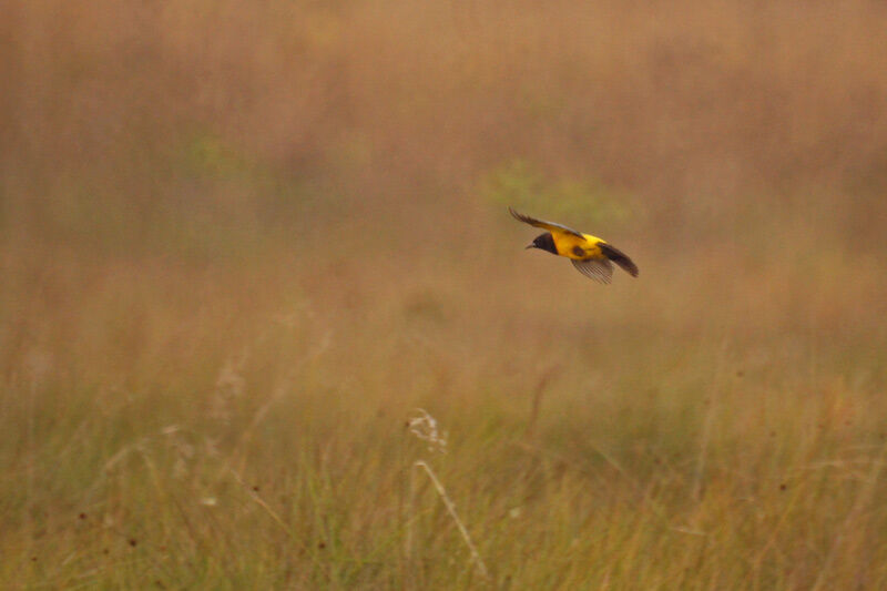 Yellow-rumped Marshbird, Flight