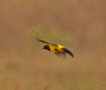 Yellow-rumped Marshbird