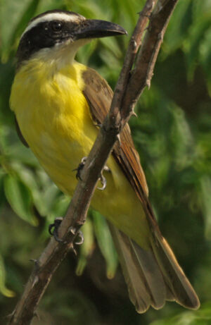 Boat-billed Flycatcher