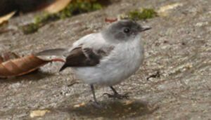 Torrent Tyrannulet