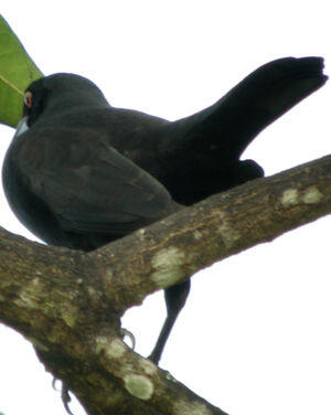 Giant Cowbird