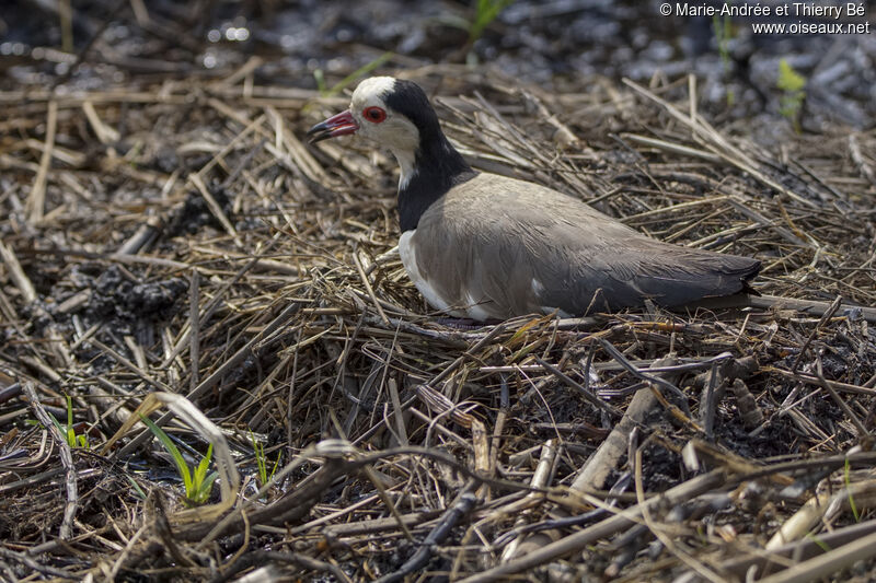 Long-toed Lapwing, Reproduction-nesting