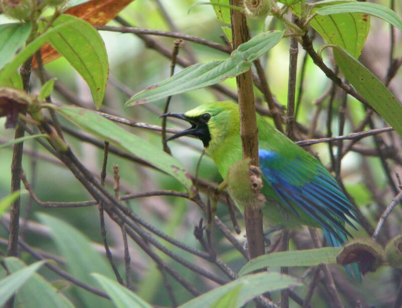 Blue-winged Leafbird, identification