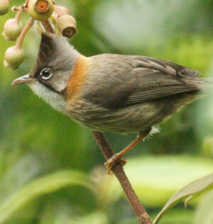 Yuhina � cou roux