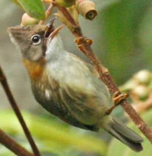 Yuhina � cou roux