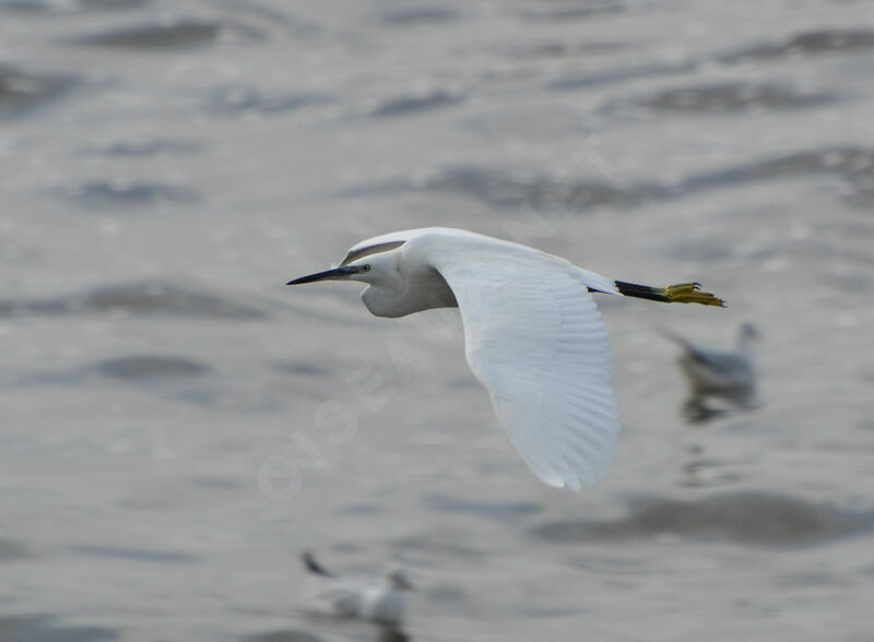 Little Egret, Flight