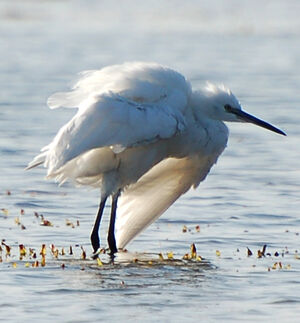 Aigrette garzette