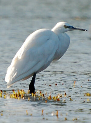 Aigrette garzette