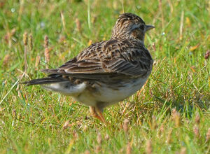 Eurasian Skylark 
&copy; Thierry Helsens