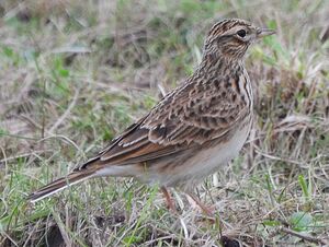 Eurasian Skylark 
&copy; Thierry Helsens