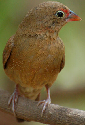 Red-billed Firefinch