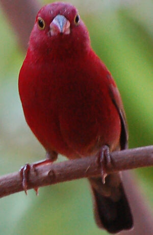 Red-billed Firefinch