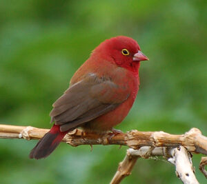 Red-billed Firefinch