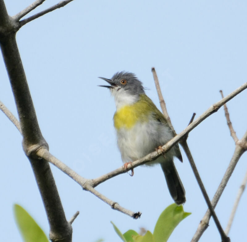 Yellow-breasted Apalisadult, identification