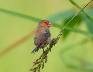 Orange-cheeked Waxbill