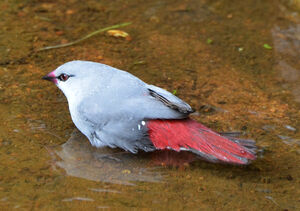 Lavender Waxbill