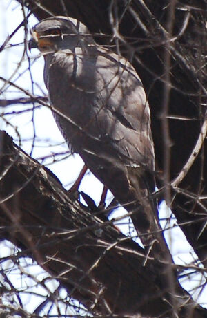 Gabar Goshawk