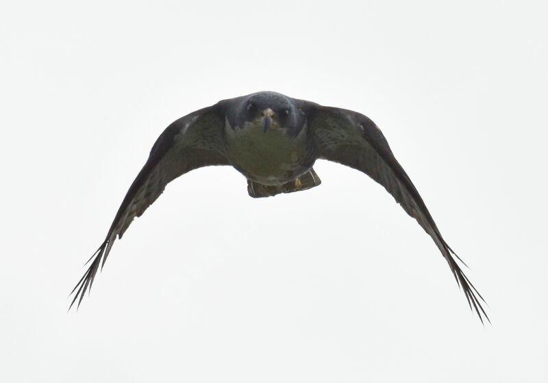 Black Sparrowhawkadult, identification