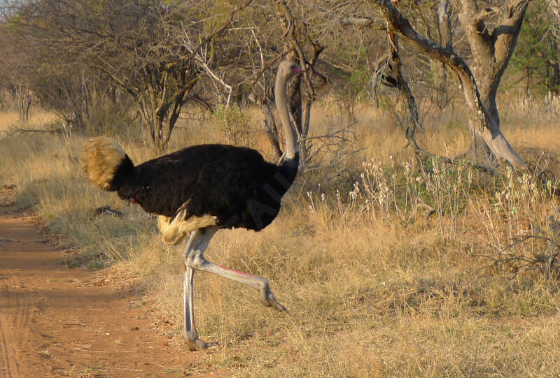 Common Ostrich male adult post breeding