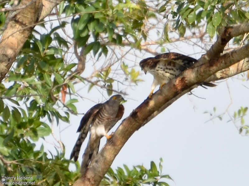 African Cuckoo-Hawk, feeding habits, Reproduction-nesting, Behaviour