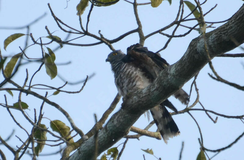 African Cuckoo-Hawk male adult