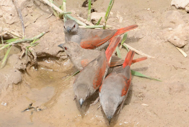 Red-winged Pytilia, identification