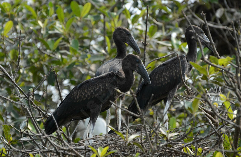 African Openbill, identification, Reproduction-nesting