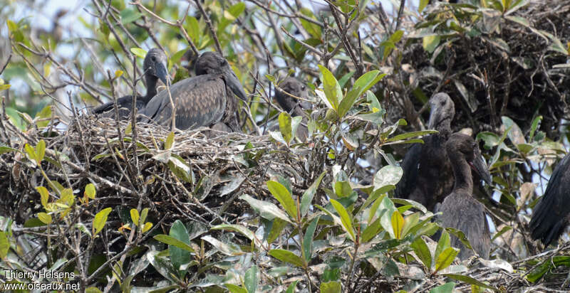 African Openbill, Reproduction-nesting, colonial reprod.