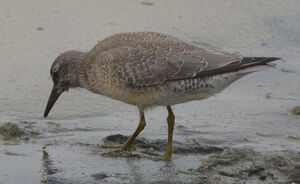 Red Knot
