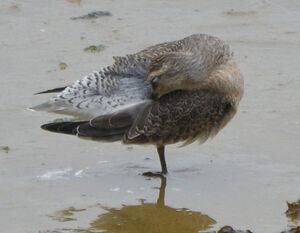 Red Knot