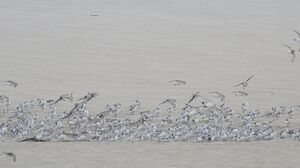 Sanderling