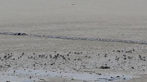Sanderling