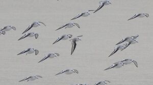 Sanderling