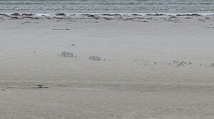 Sanderling