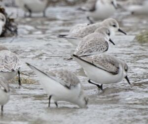 Sanderling