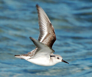 Sanderling