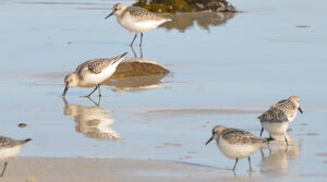 Sanderling