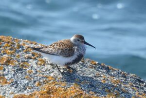 Dunlin
