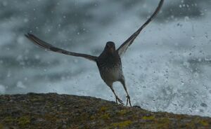 Purple Sandpiper