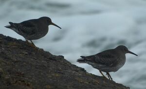 Purple Sandpiper