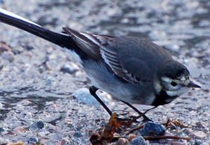 White Wagtail