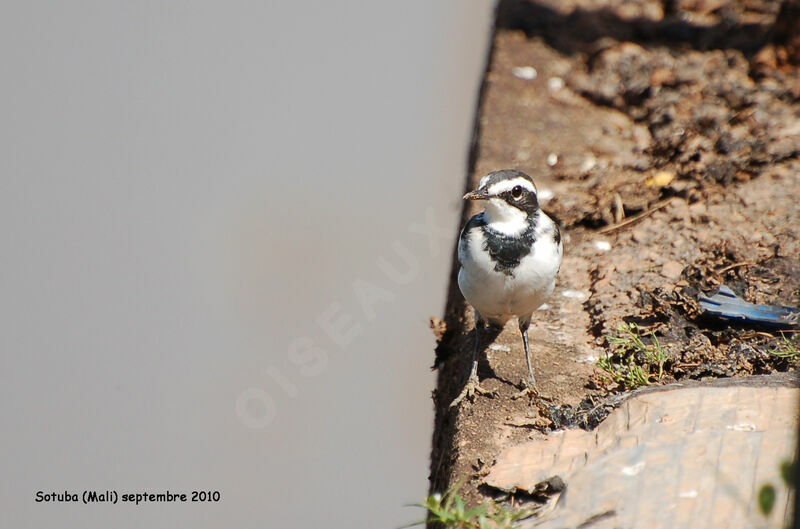 African Pied Wagtailsubadult
