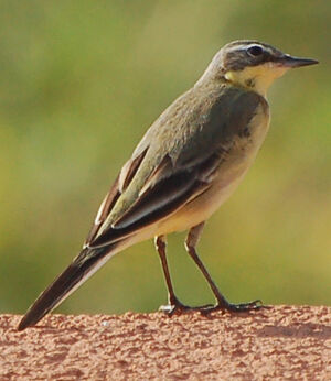 Western Yellow Wagtail