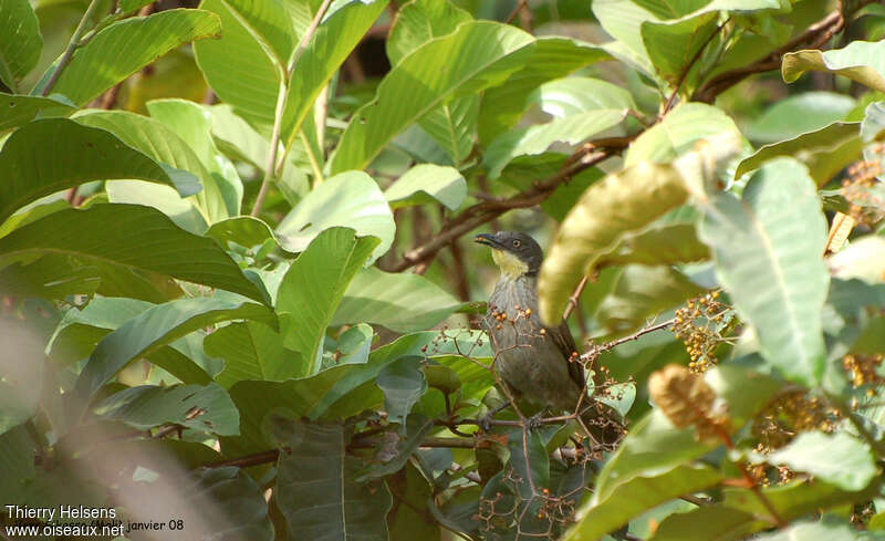 Yellow-throated Leafloveadult, feeding habits