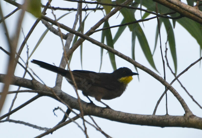Yellow-throated Leafloveadult