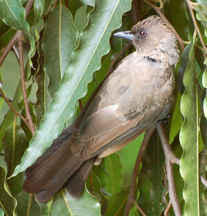 Common Bulbul